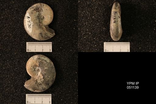 Hoploscaphites nicolletii