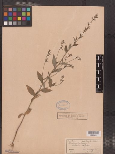 Lobelia inflata