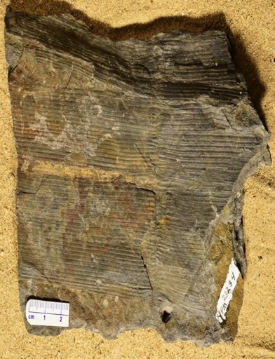 Calamites sp.