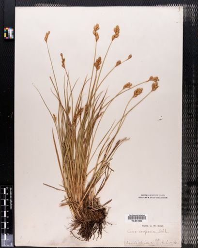 Carex scoparia