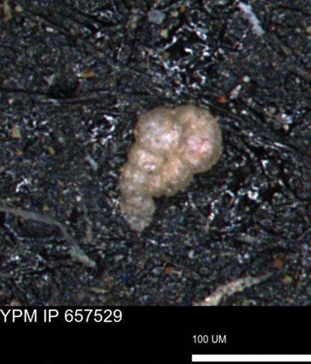 Bimonilina variana
