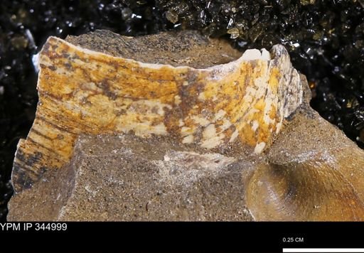 Limopsis striatopunctatus