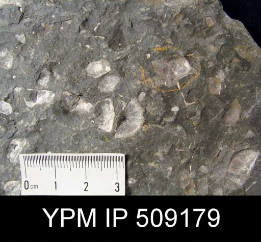 Sowerbyella sp.