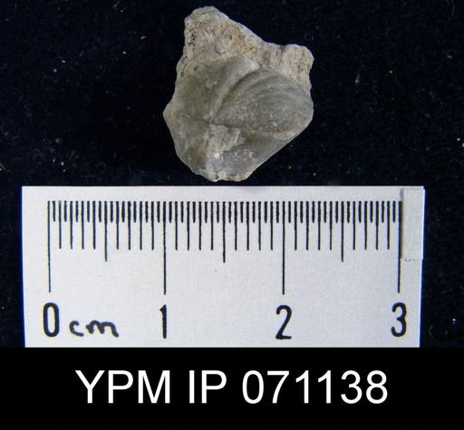 Delthyris saffordi