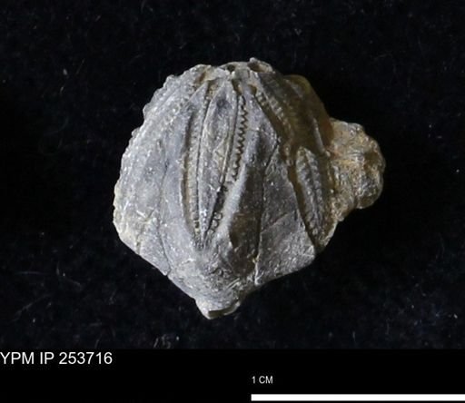 Pentremites sp.