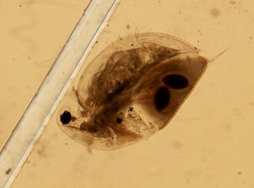 Daphnia pulex