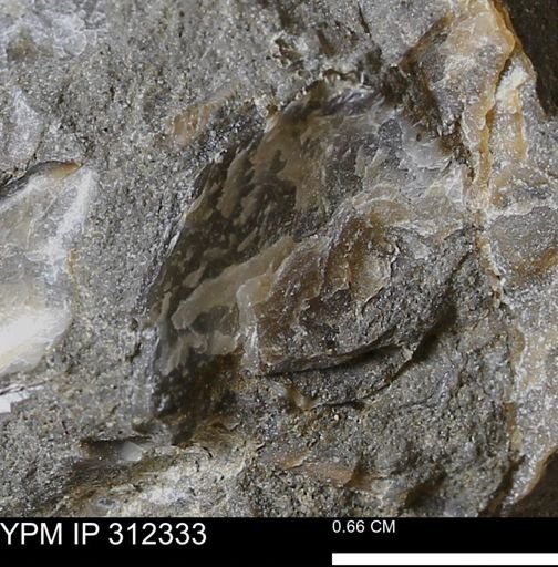 undet. Bivalvia