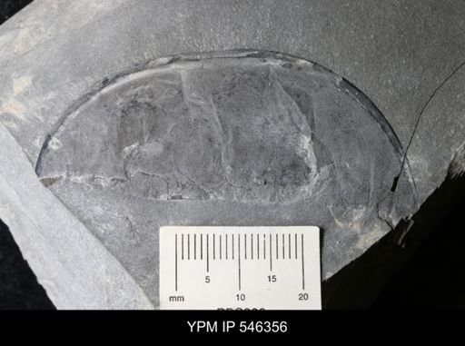 Eurypterus sp.
