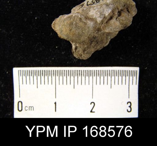 Stropheodonta callosa