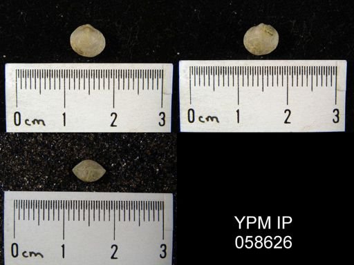 Nucleospira ventricosa