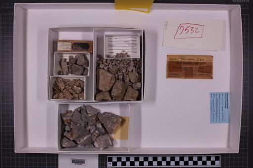 mixed taxa, stratigraphic collection