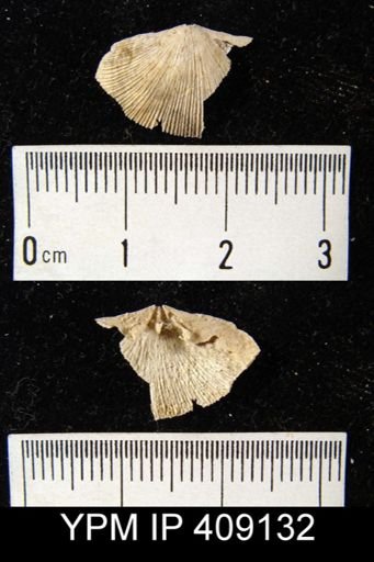 undet. Orthida