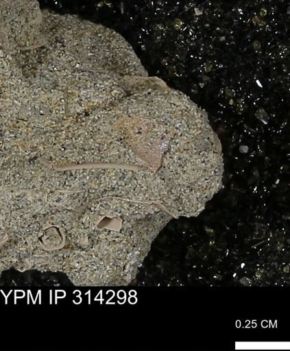 undet. Mollusca