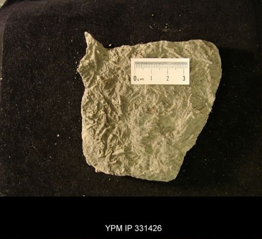 undet. Bryozoa