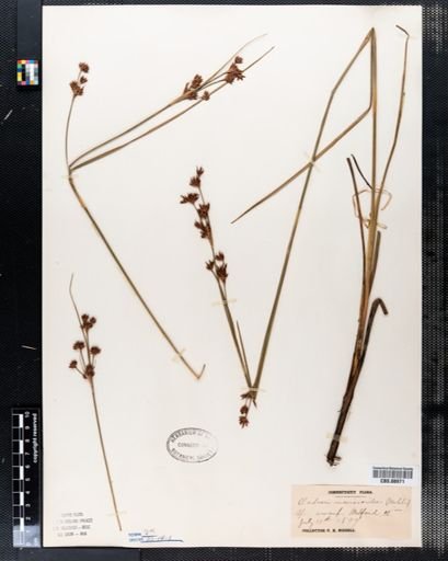 Cladium mariscoides