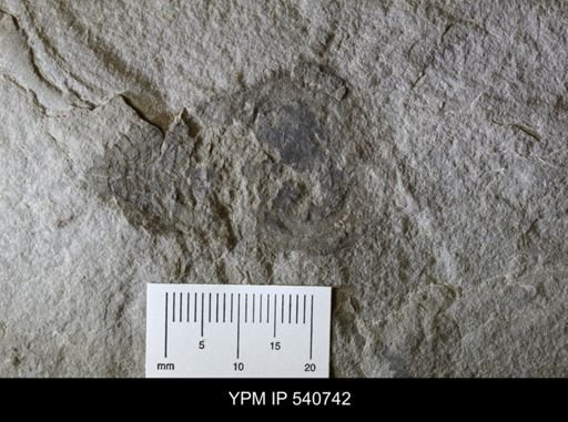 Pseudoniscus sp.
