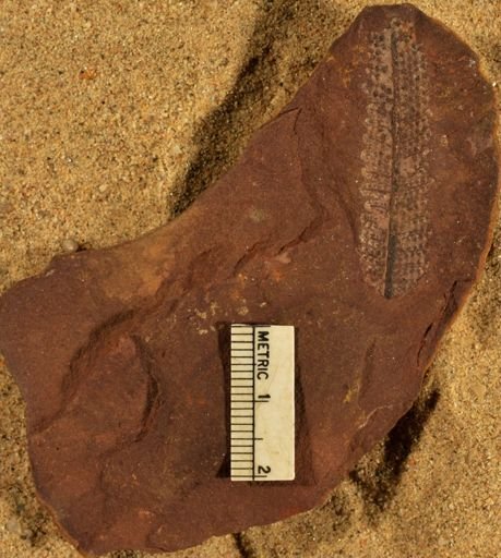 Pecopteris