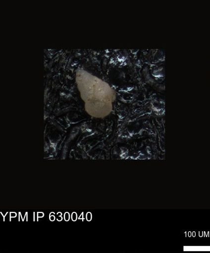 undet. Foraminiferida