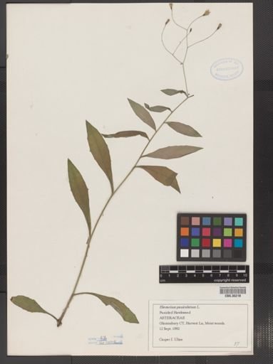 Hieracium paniculatum