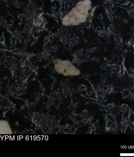 undet. Foraminiferida