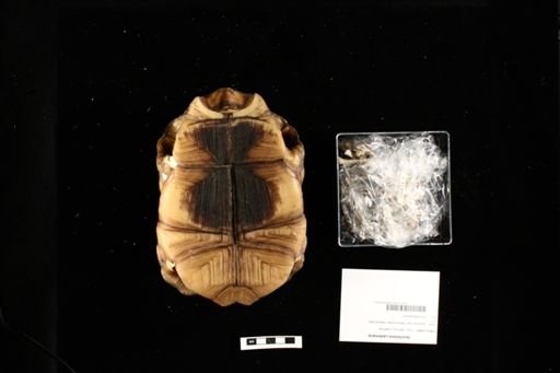 Geochelone carbonaria