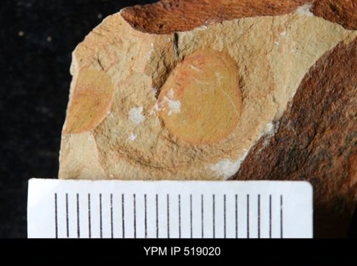 Brevipelta chouberti