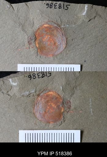 undet. Xiphosurida