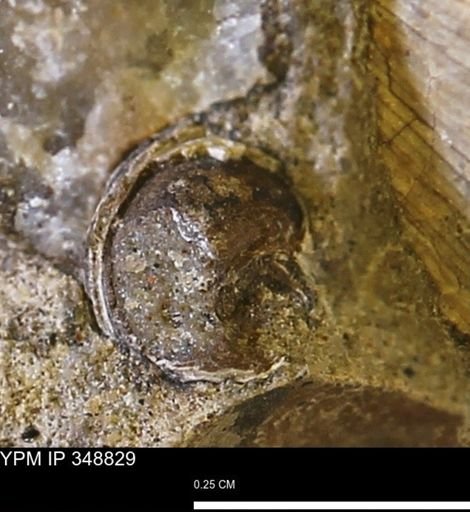 undet. Mollusca