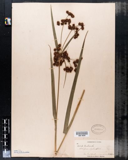 Scirpus sylvaticus
