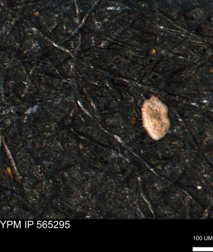 Spirolocammina planula