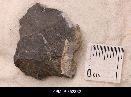 Baculites sp.
