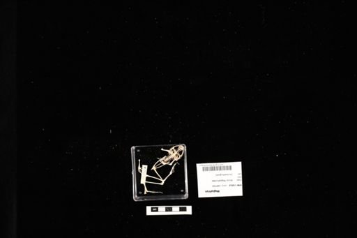 Megophrys