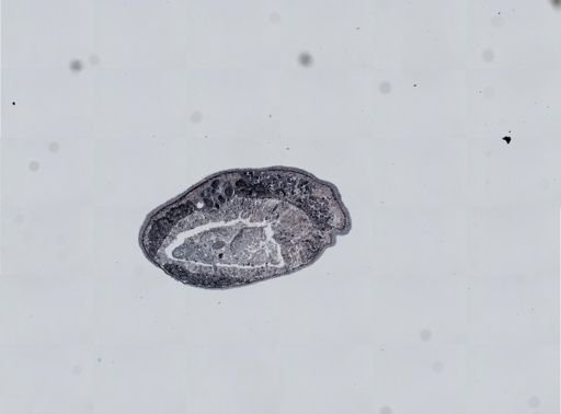 Plagiostomum cinctum