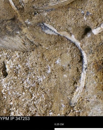 undet. Bivalvia