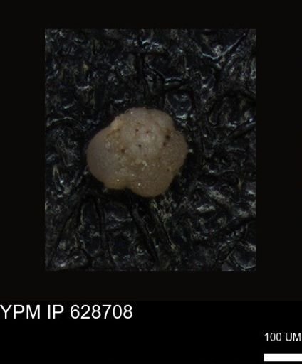 undet. Foraminiferida