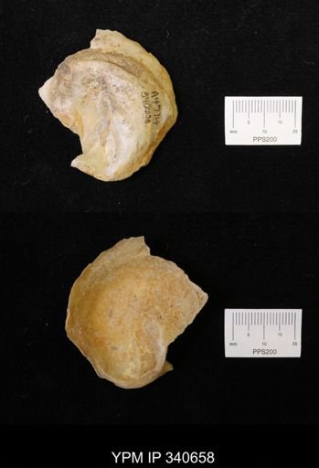 Ostrea translucida