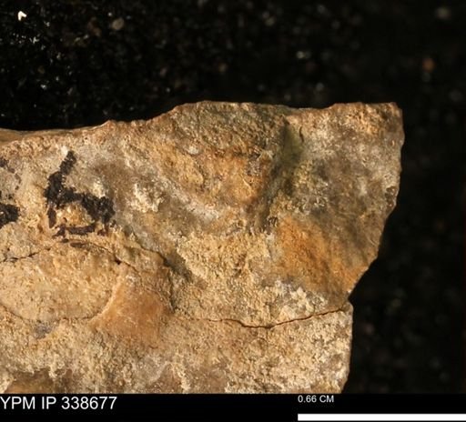 undet. Mollusca