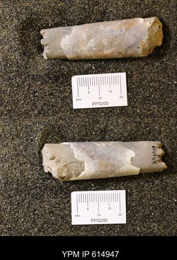 Baculites grandis