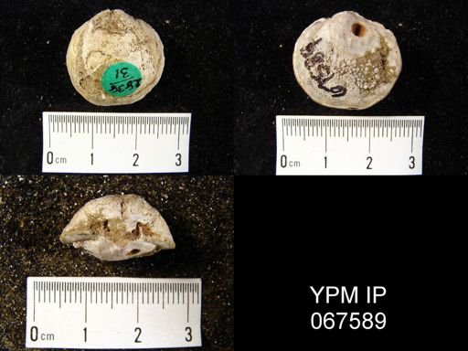 Atrypa reticularis