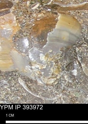 undet. Bivalvia