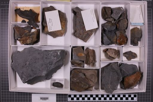 mixed taxa, stratigraphic collection