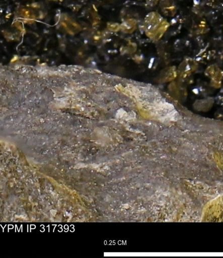 undet. Mollusca