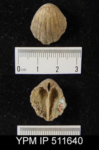 Gypidula sp.