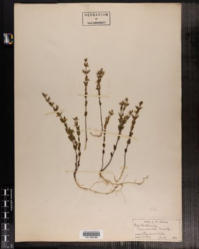 Plantae