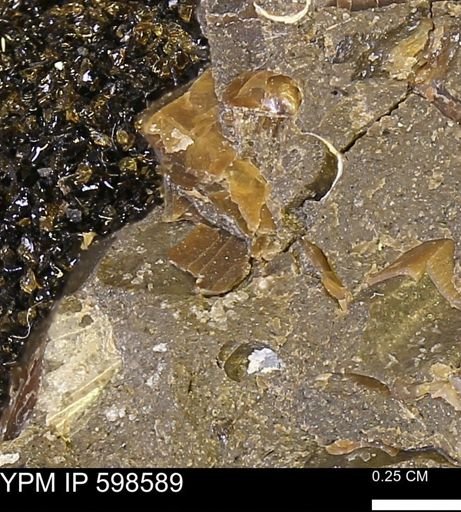 Inoceramus sp.