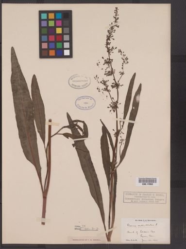 Rumex verticillatus