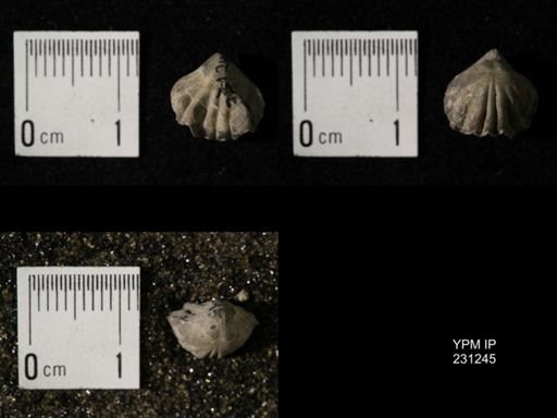 Wellerella osagensis