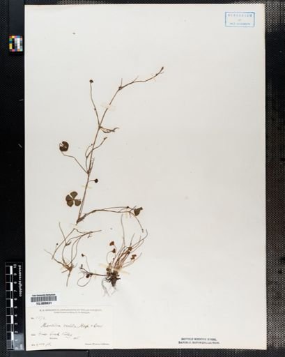 Marsilea