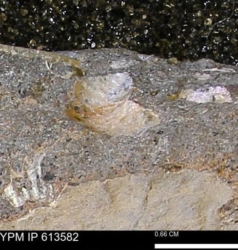 Scaphites sp.