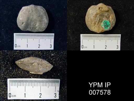 Triplecia ortoni